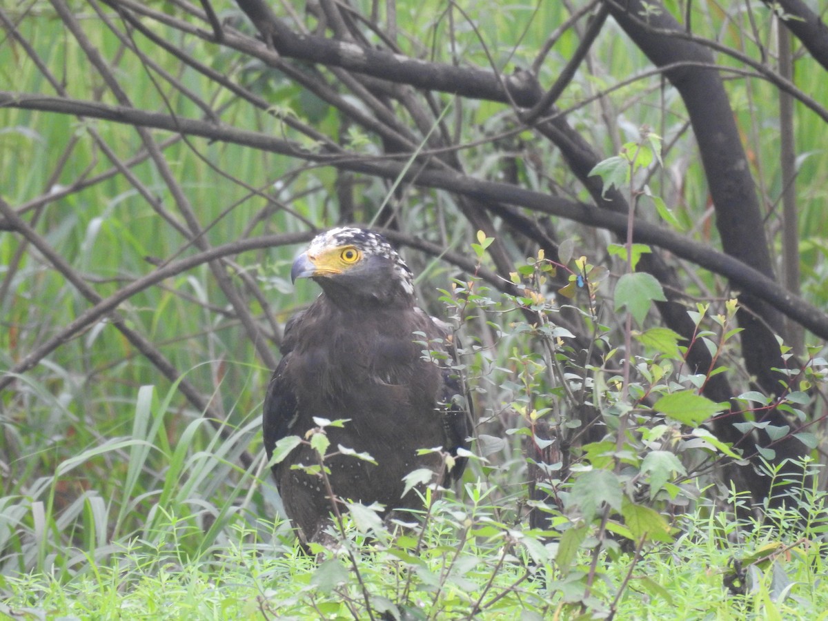 Crested Serpent-Eagle - ML623420779