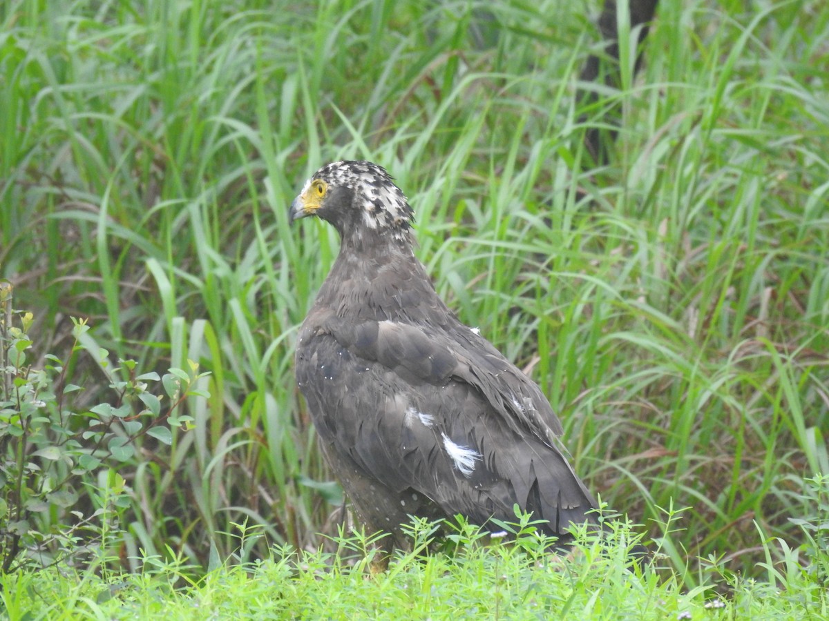 Crested Serpent-Eagle - ML623420787