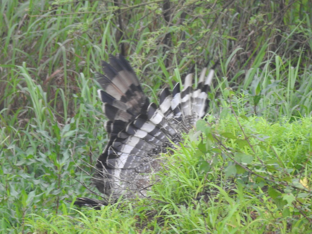 Crested Serpent-Eagle - ML623420798