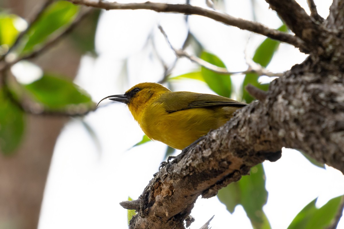 Hawaii-Sichelkleidervogel - ML623420820