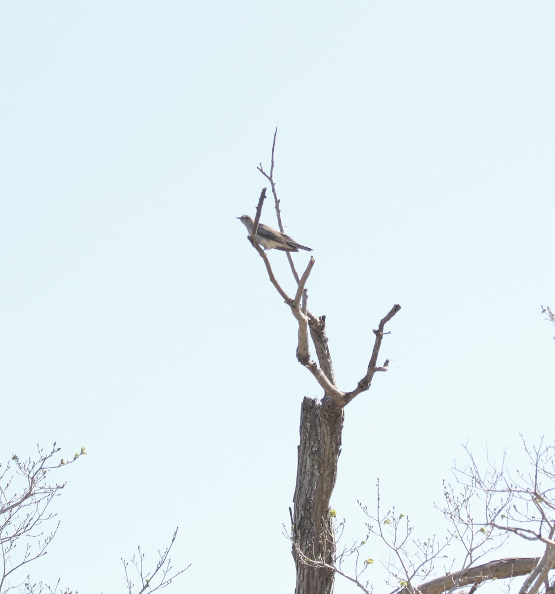 Pallid Cuckoo - ML623420883