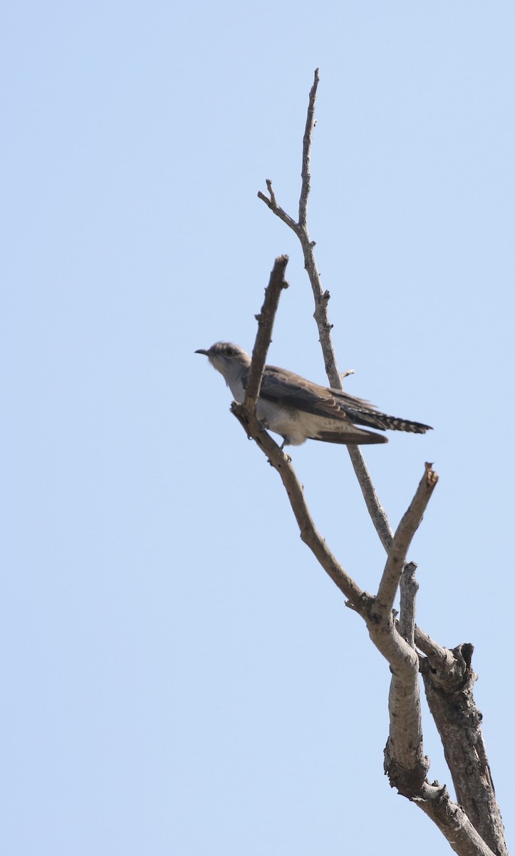 Pallid Cuckoo - ML623420884