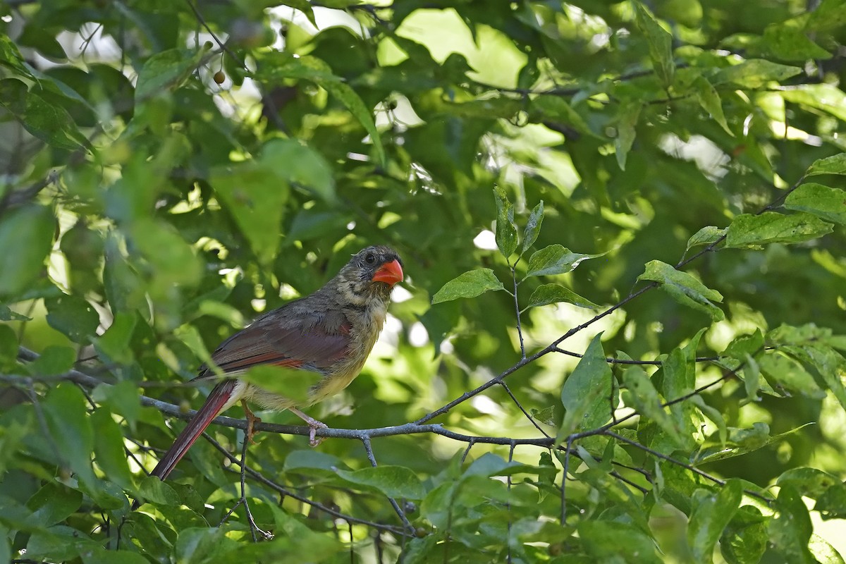 Northern Cardinal - Ken Berke