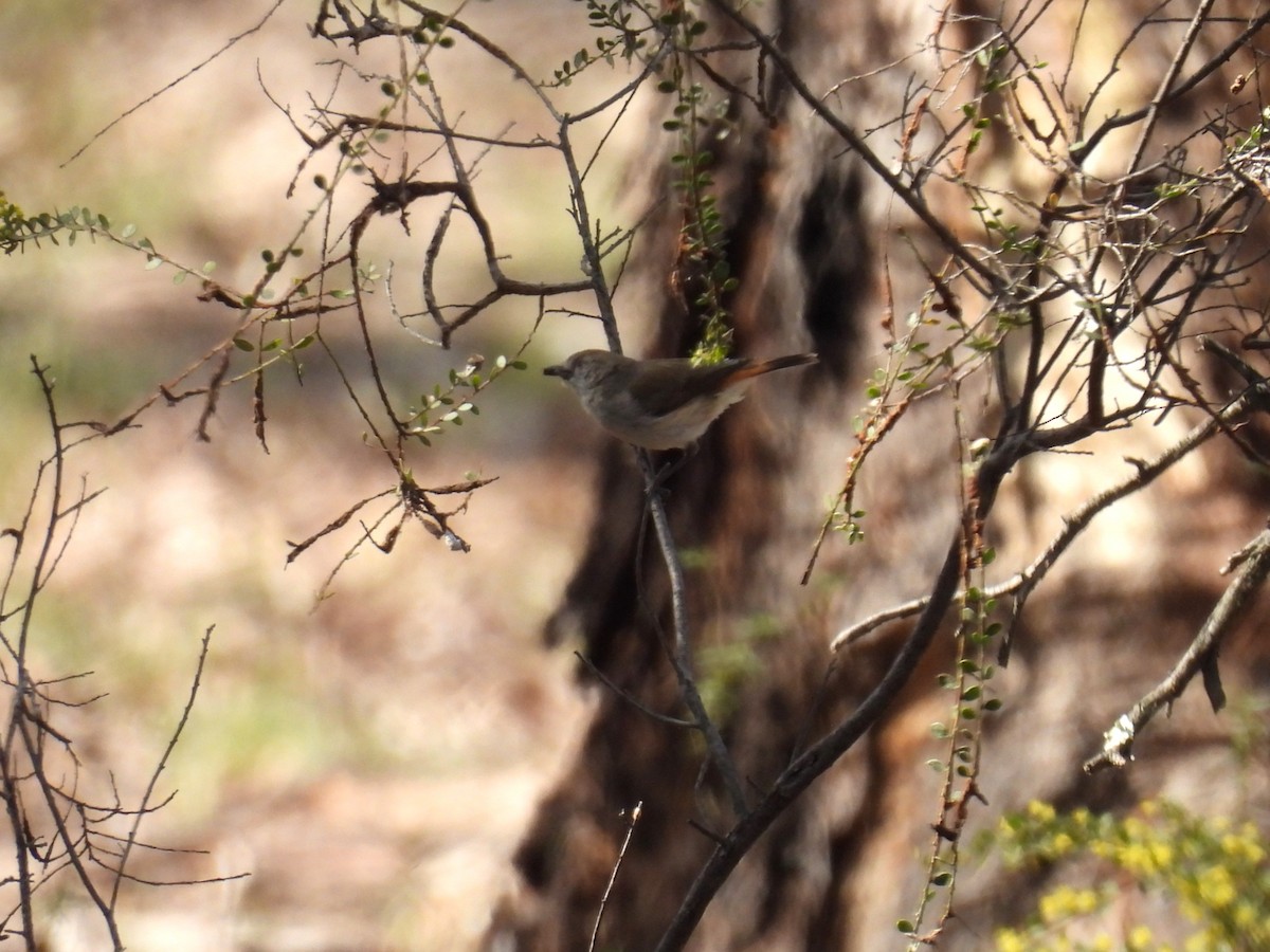 Chestnut-rumped Thornbill - ML623420946