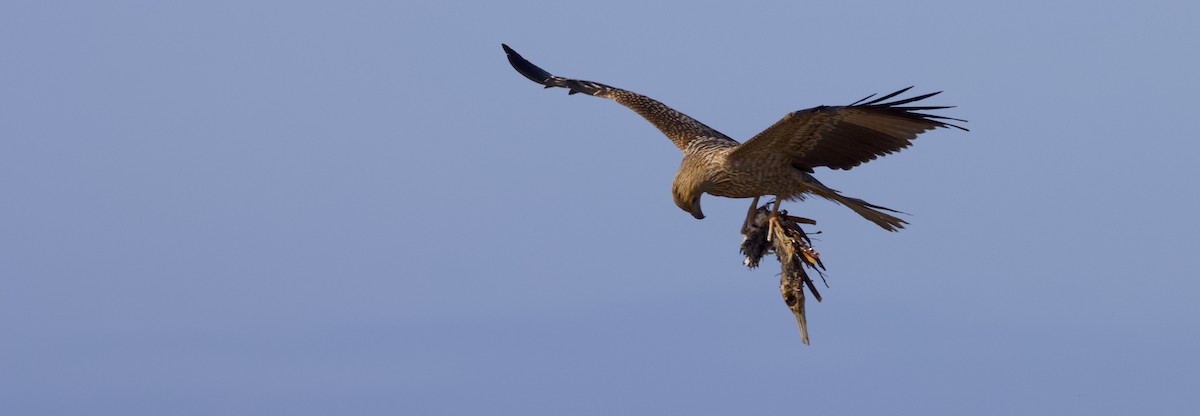 Whistling Kite - ML623420961