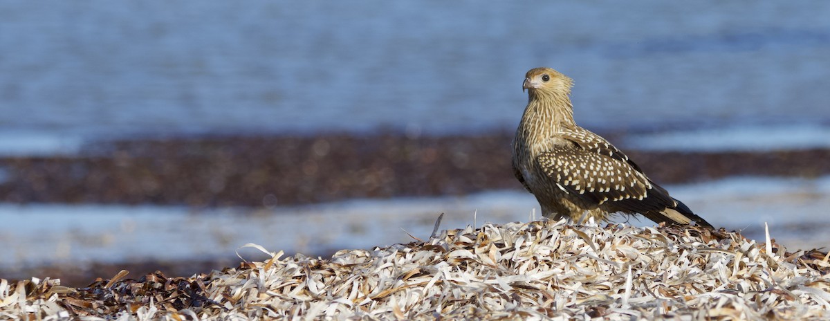 Whistling Kite - ML623420965