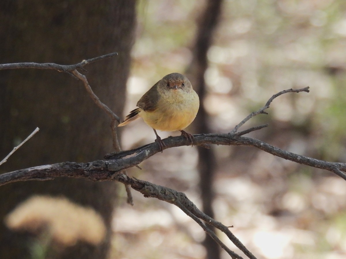 Buff-rumped Thornbill - ML623420969