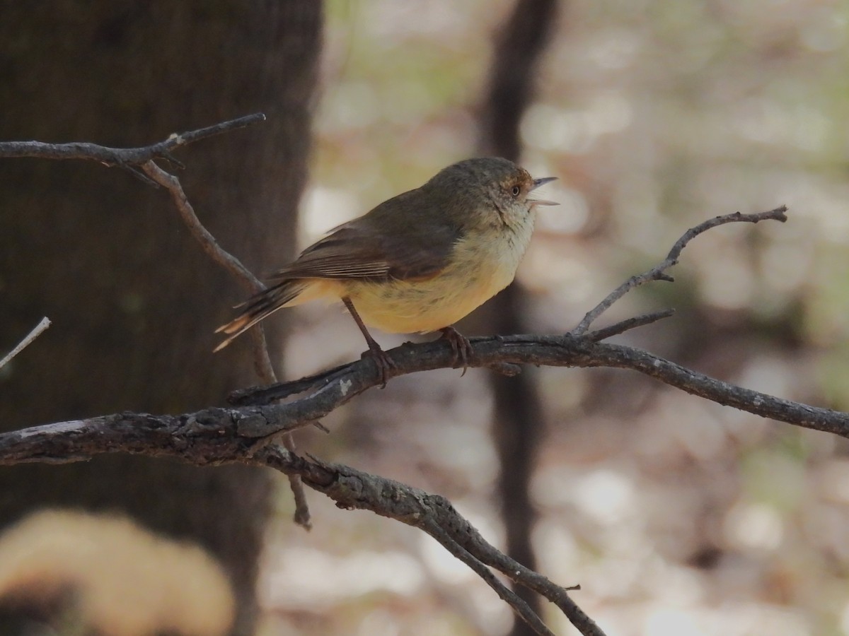 Buff-rumped Thornbill - ML623420970