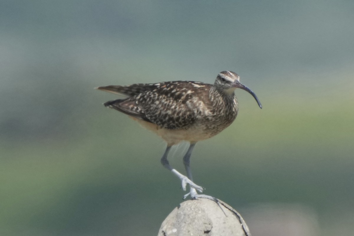 Bristle-thighed Curlew - ML623420989