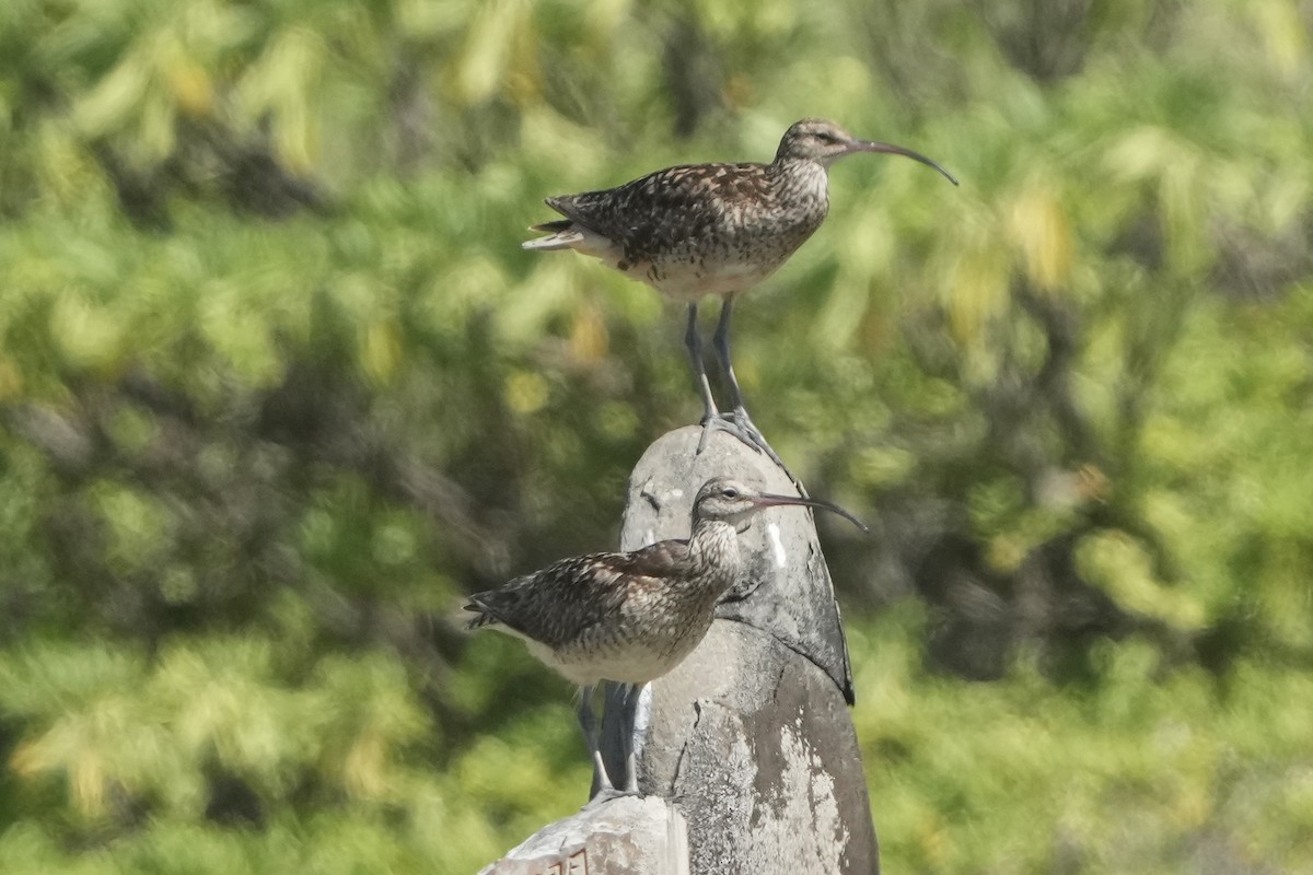 Borstenbrachvogel - ML623420992