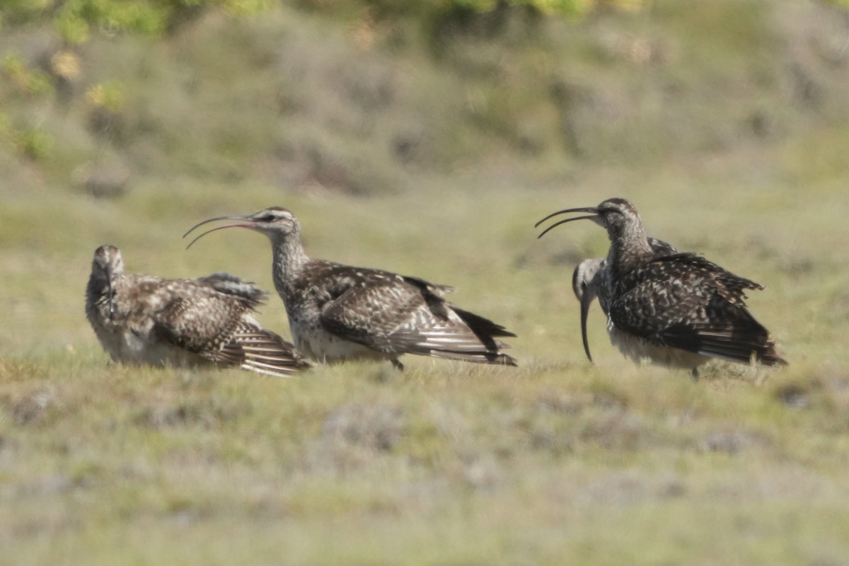 Bristle-thighed Curlew - ML623420994