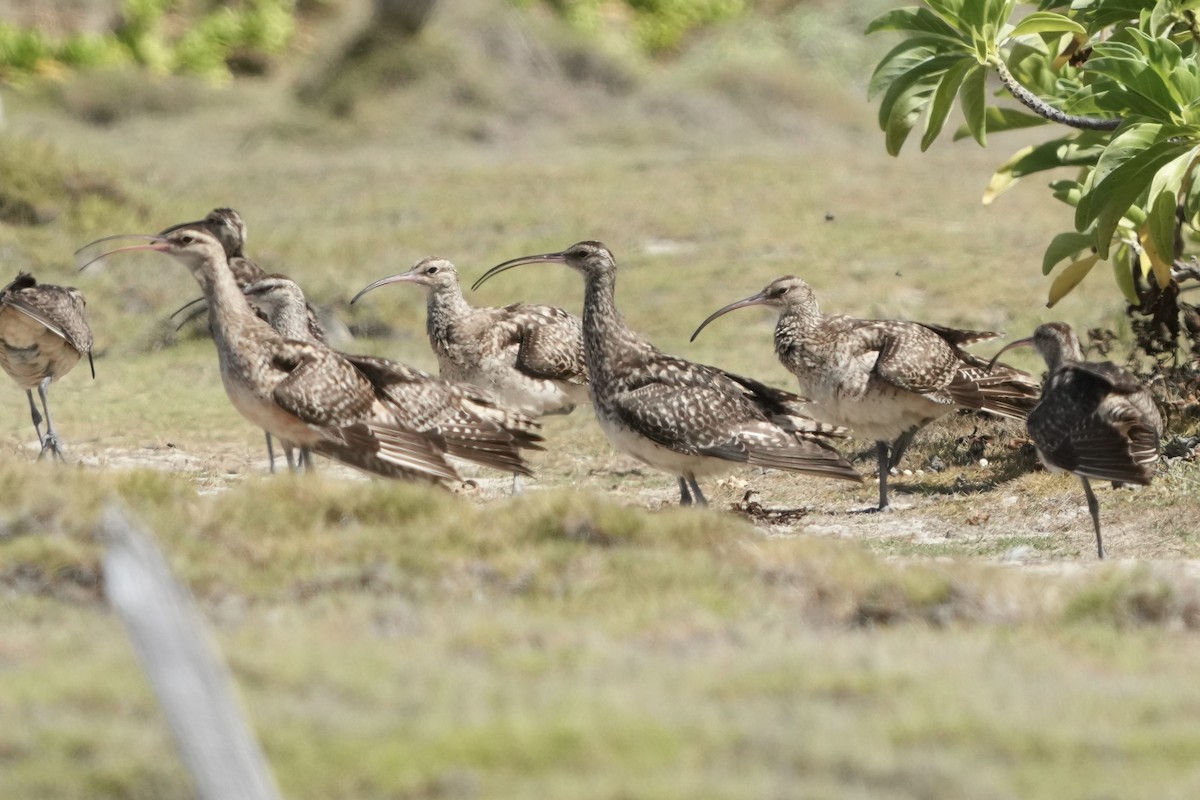 Bristle-thighed Curlew - ML623420995