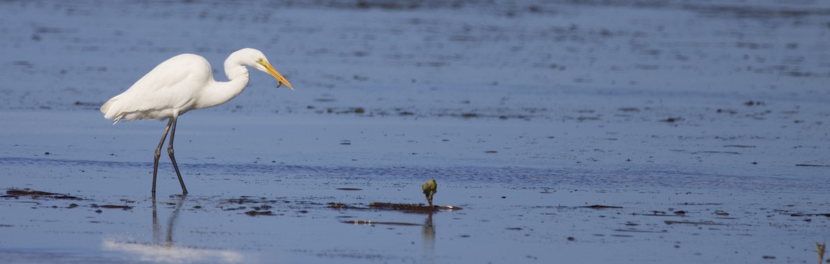 Great Egret - ML623420996