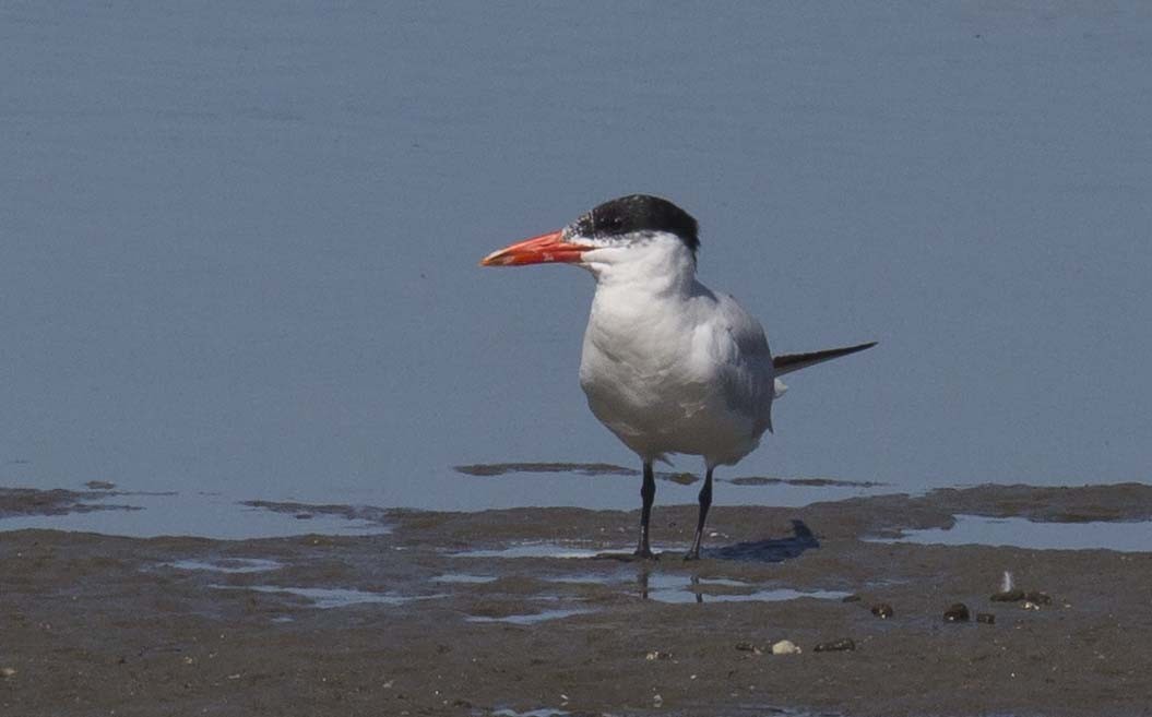 Caspian Tern - ML623421013