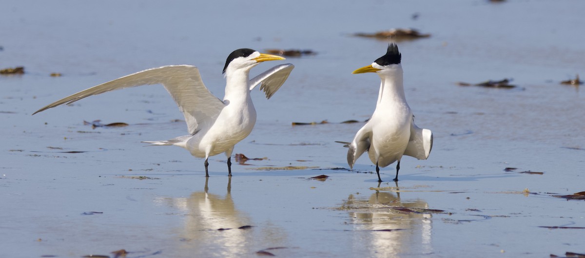 Great Crested Tern - ML623421025