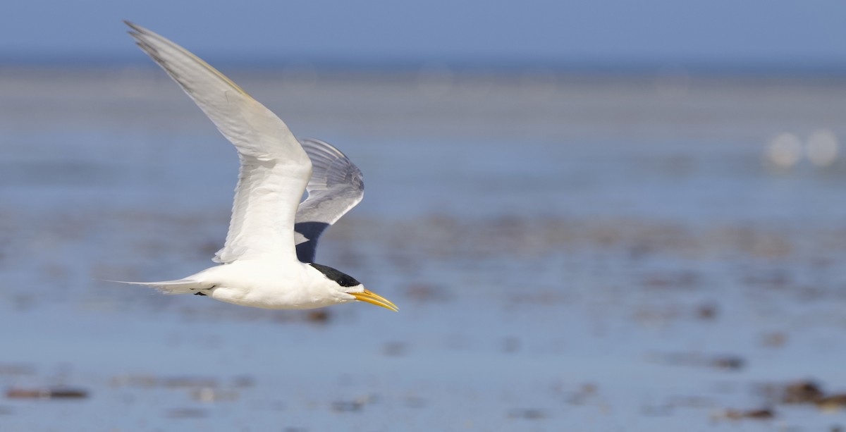 Great Crested Tern - ML623421031