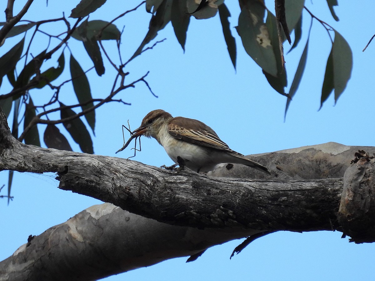 White-winged Triller - ML623421035