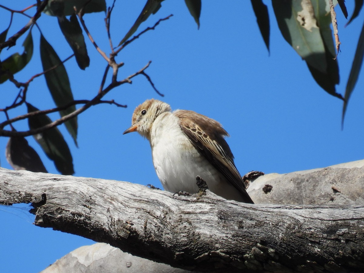 White-winged Triller - ML623421036