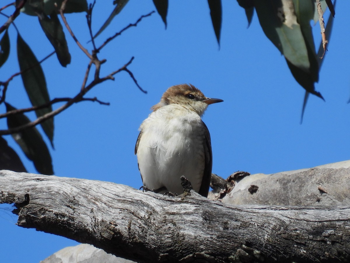 White-winged Triller - ML623421037