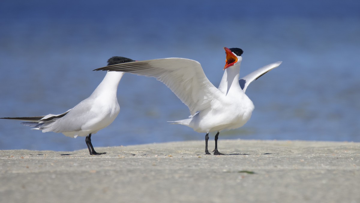 Caspian Tern - ML623421039