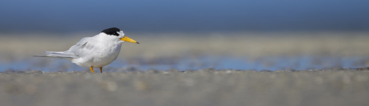 Australian Fairy Tern - ML623421043