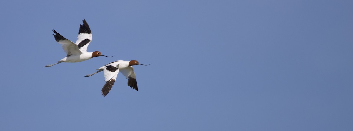 Red-necked Avocet - ML623421049