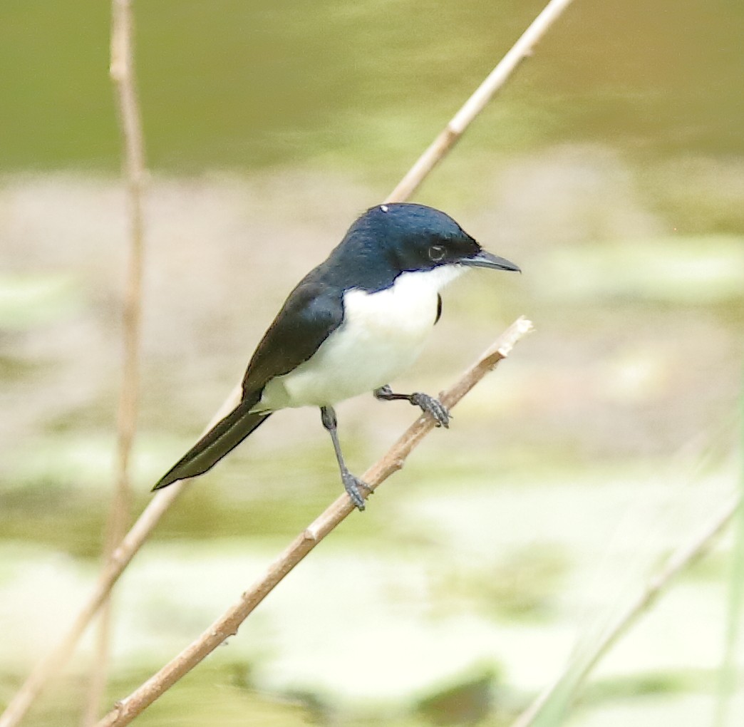 Paperbark Flycatcher - ML623421076