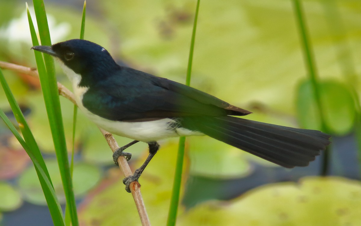 Paperbark Flycatcher - Rex Matthews