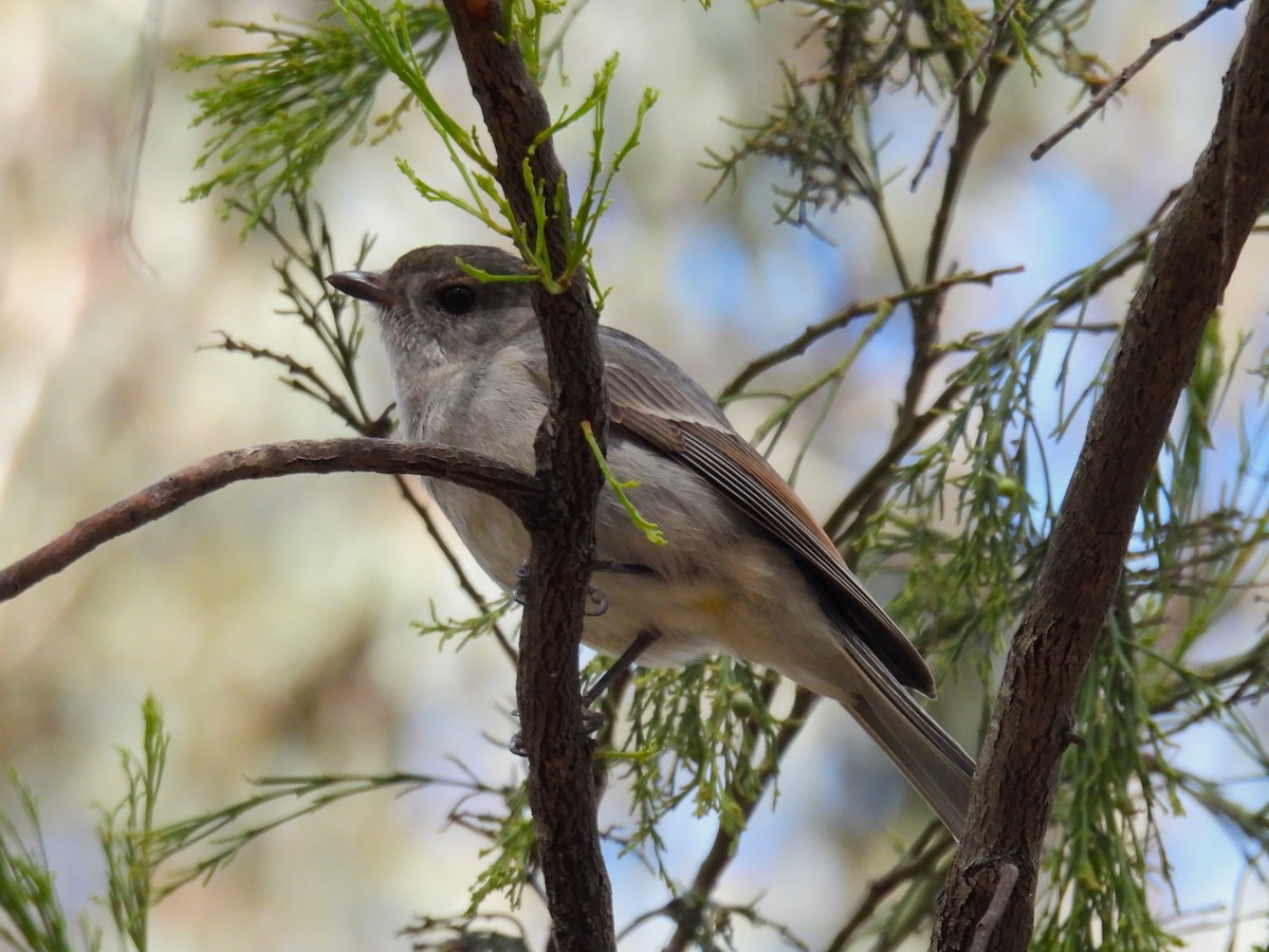 Golden Whistler (Eastern) - ML623421083