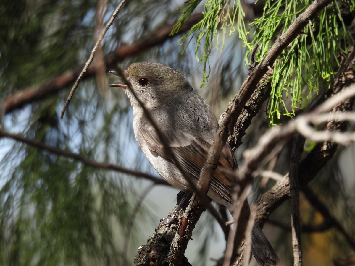 Golden Whistler (Eastern) - ML623421084
