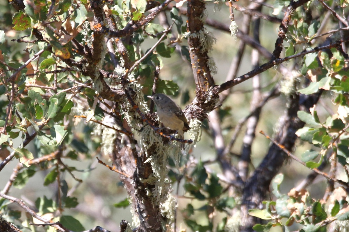 Hutton's Vireo - ML623421091