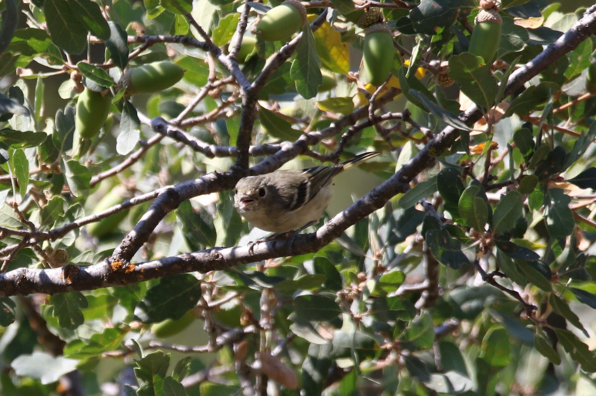 Hutton's Vireo - ML623421093