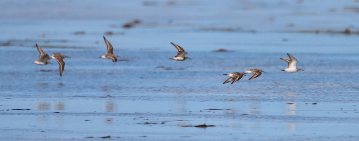 Curlew Sandpiper - ML623421094