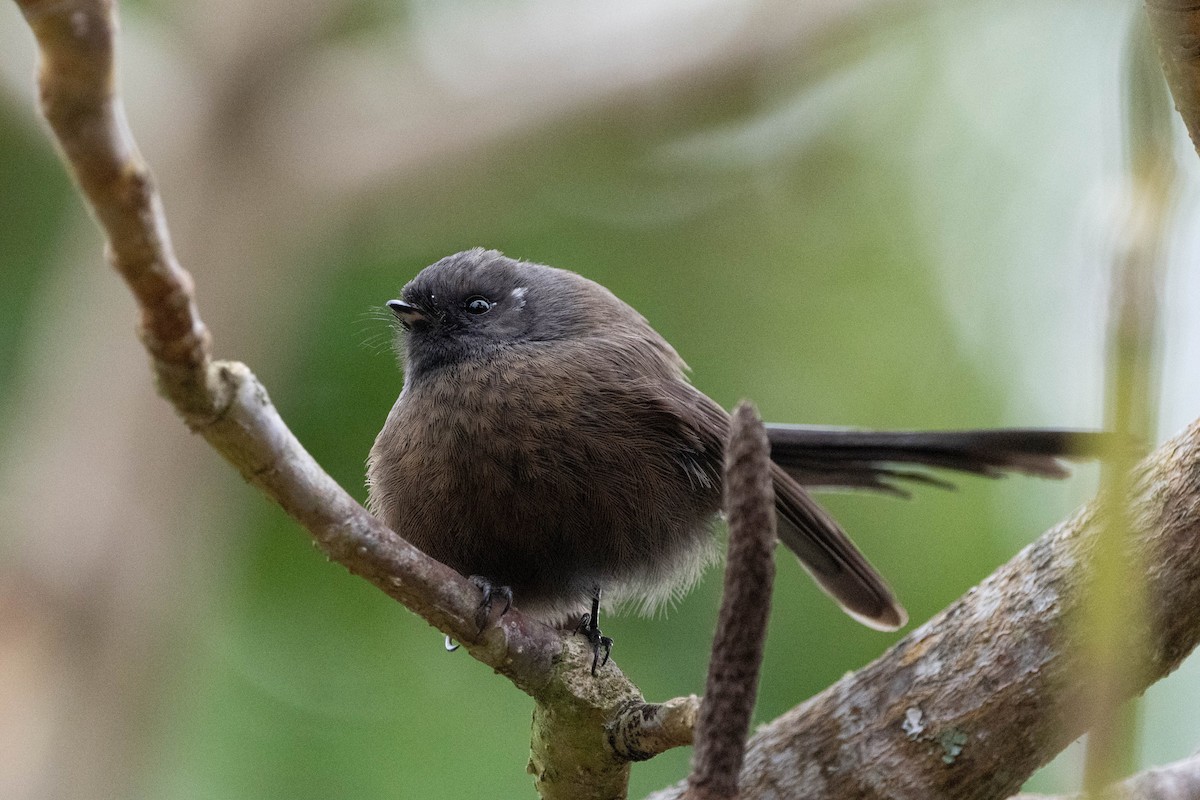 New Zealand Fantail - Anonymous