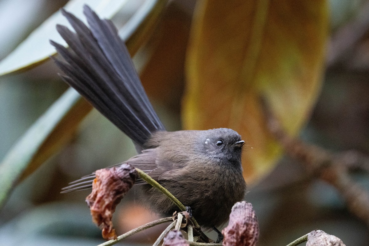 New Zealand Fantail - ML623421104