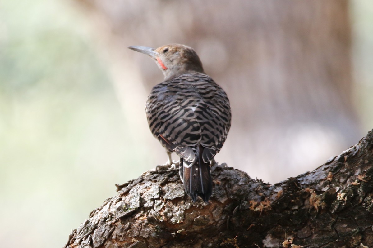 Northern Flicker (Red-shafted) - ML623421107