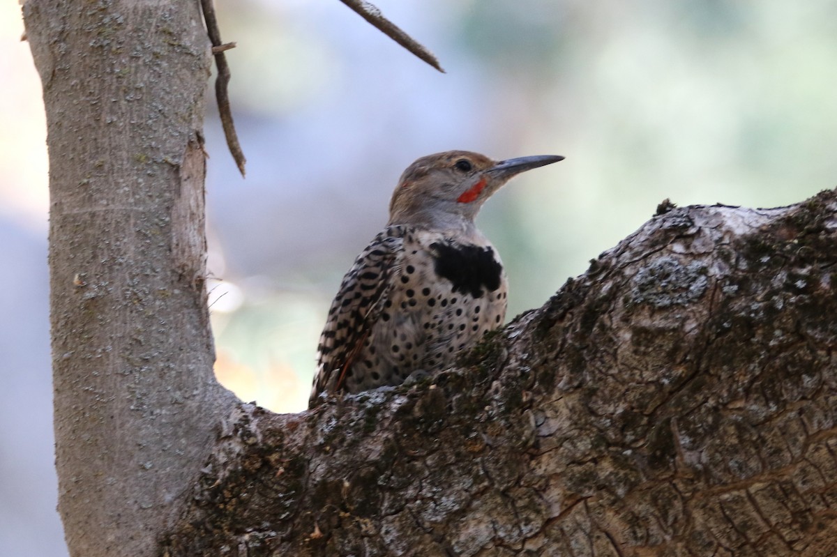 Northern Flicker (Red-shafted) - ML623421108