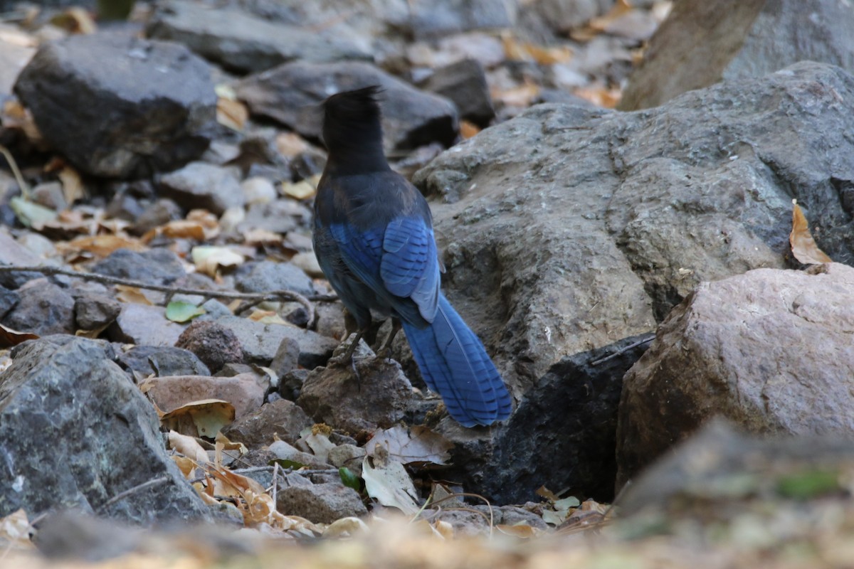 Steller's Jay - ML623421109