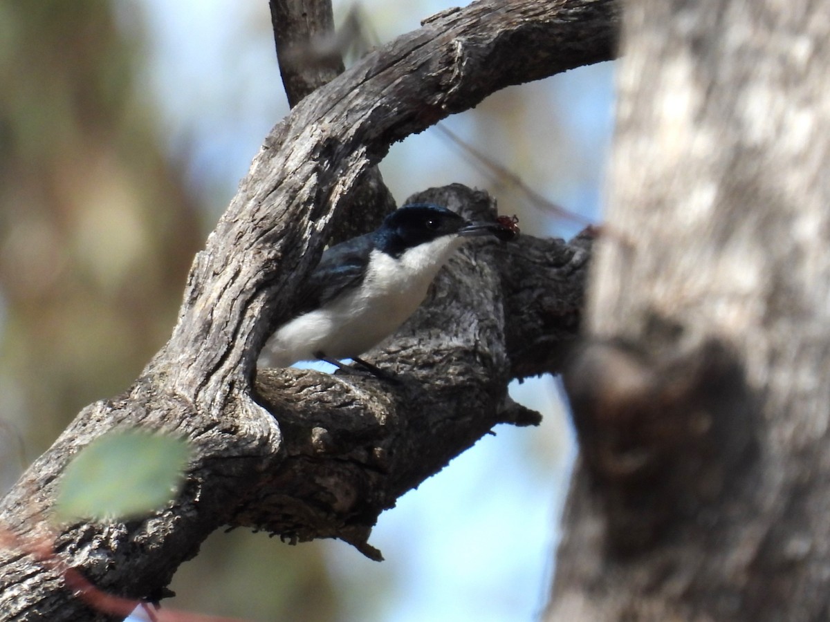 Restless Flycatcher - ML623421111