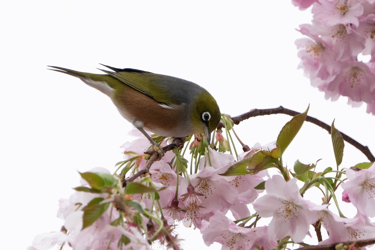 Silvereye - Anonymous