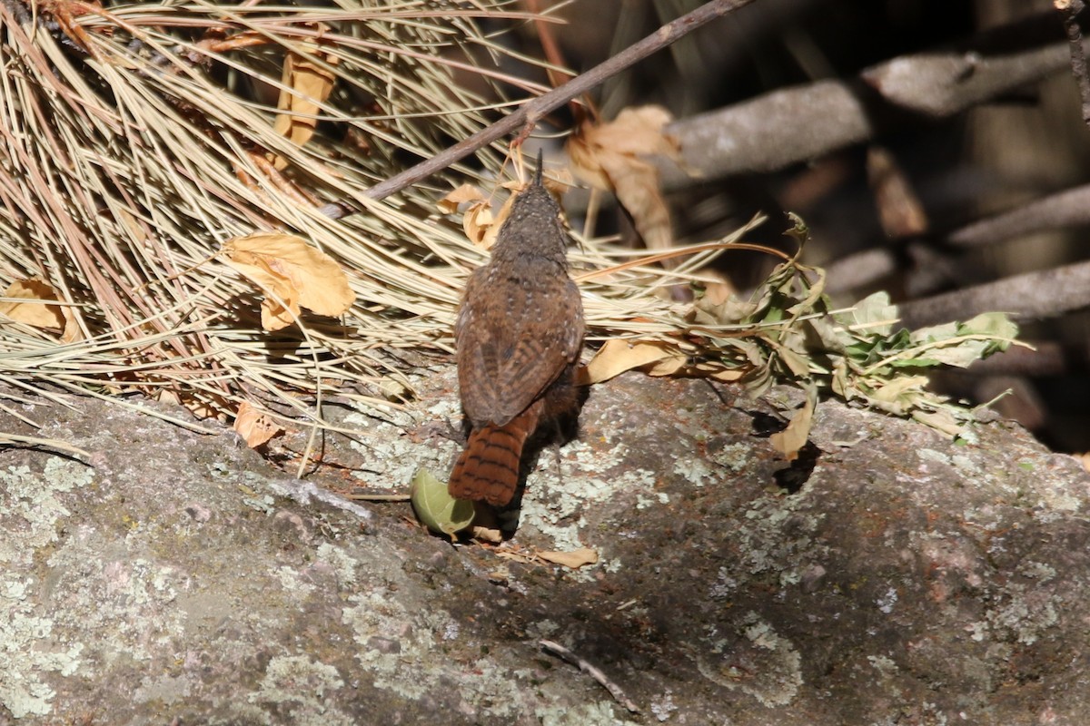 Canyon Wren - ML623421118