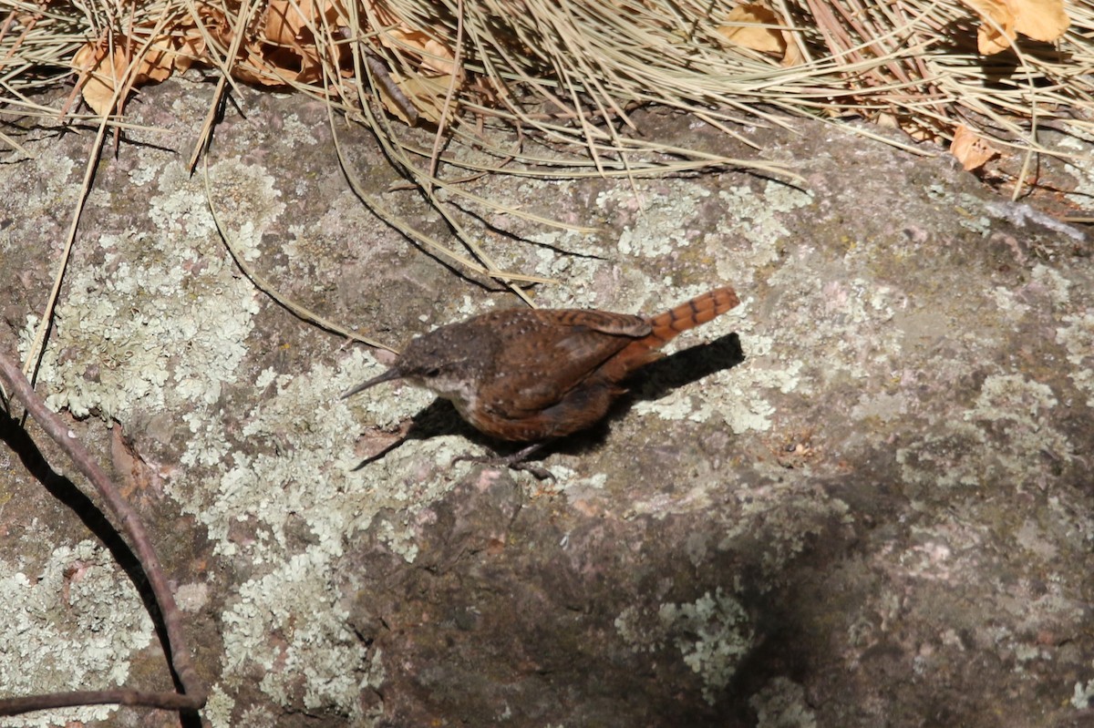 Canyon Wren - Ryan Phillips