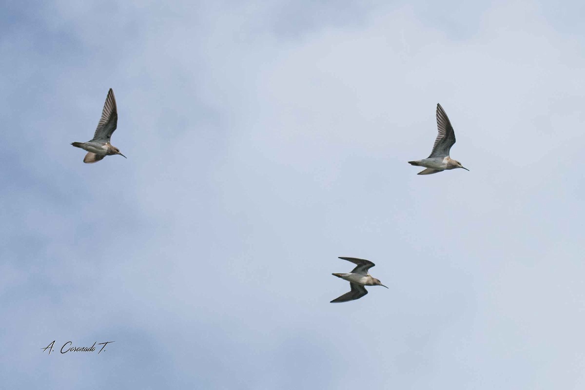 Pectoral Sandpiper - ML623421120