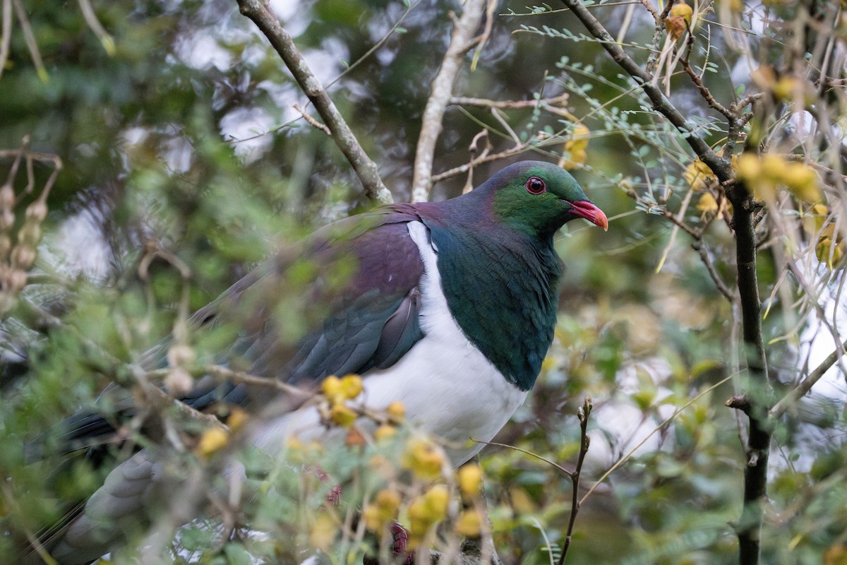 New Zealand Pigeon - ML623421122