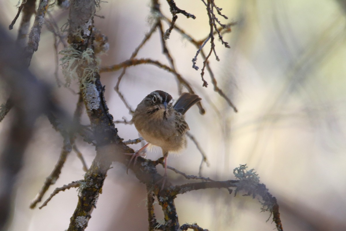 Rufous-crowned Sparrow - ML623421124