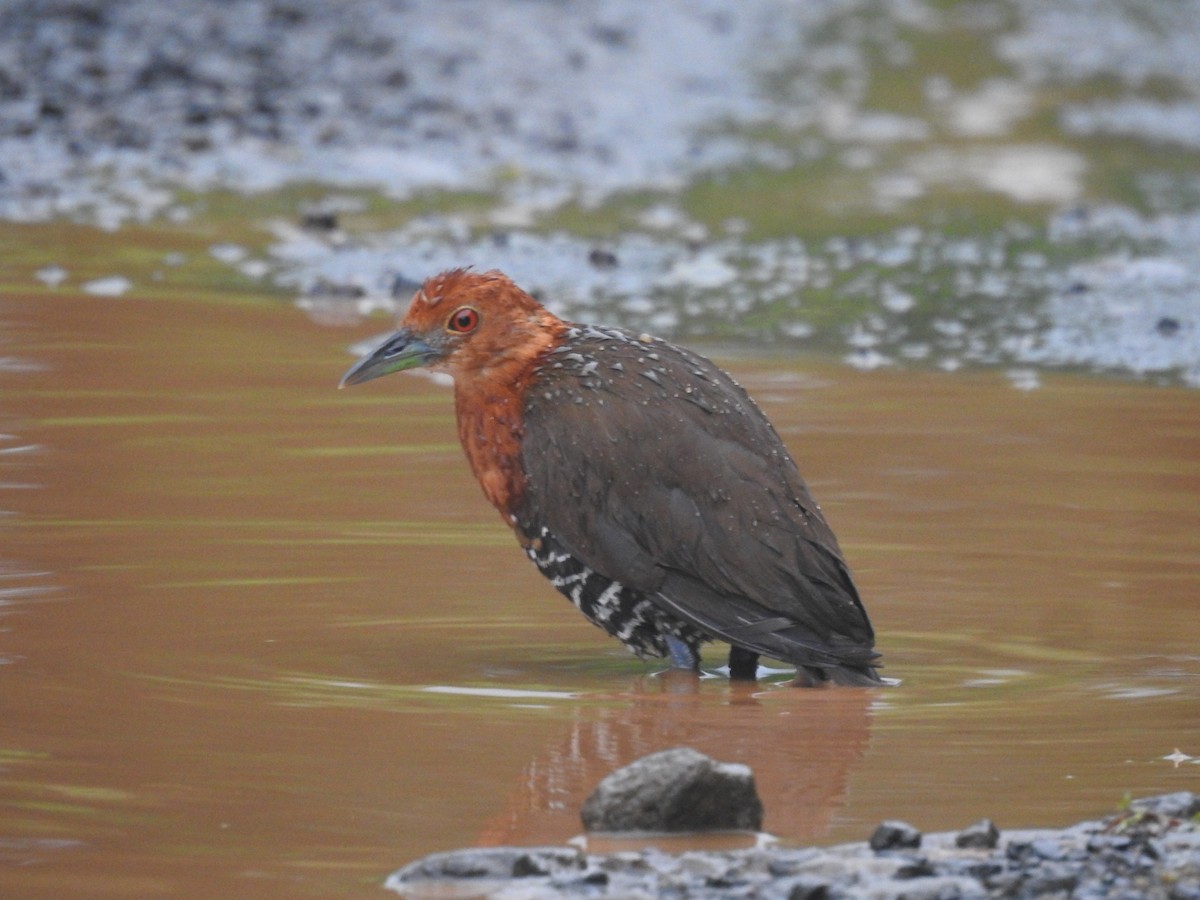 Slaty-legged Crake - ML623421153