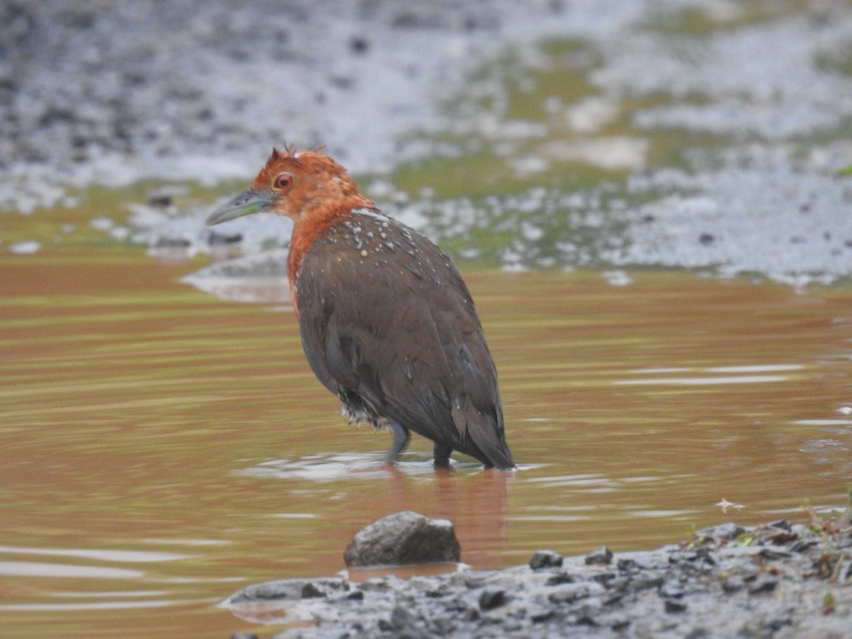 Slaty-legged Crake - ML623421154