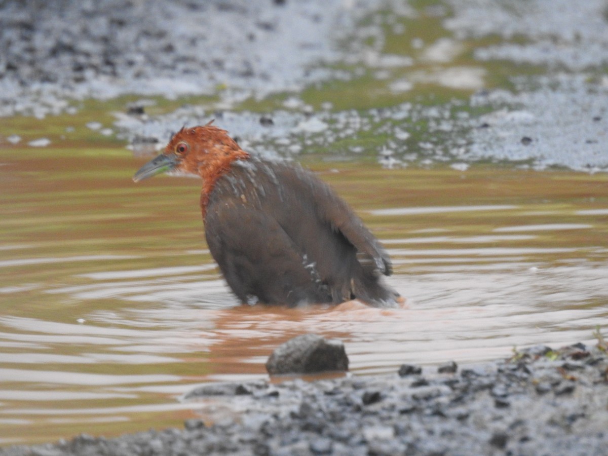 Slaty-legged Crake - ML623421155