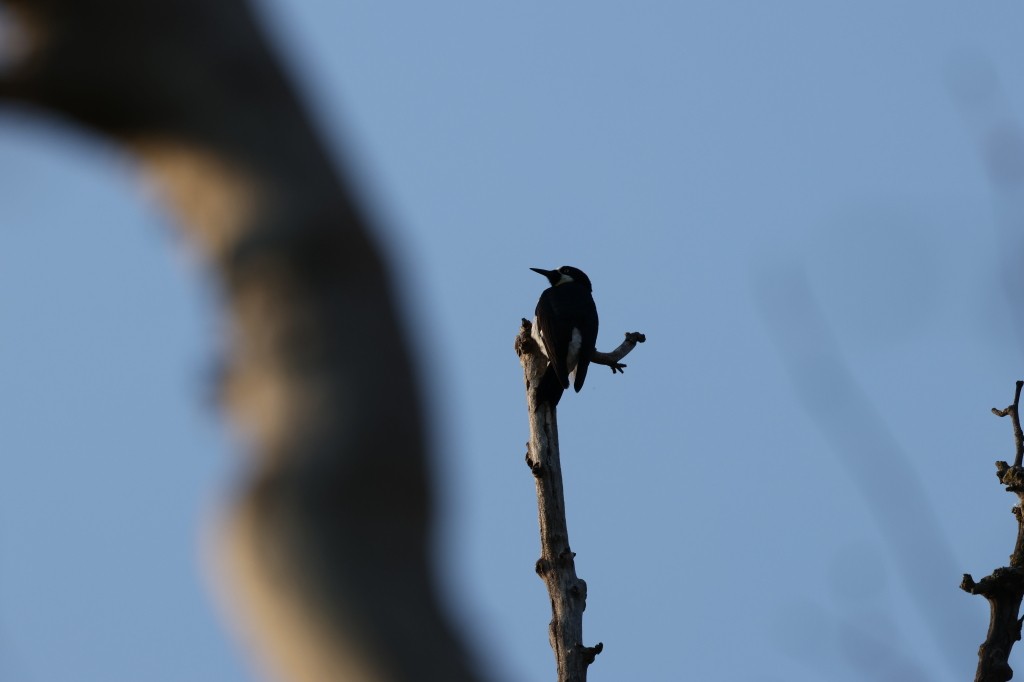 Acorn Woodpecker - ML623421161