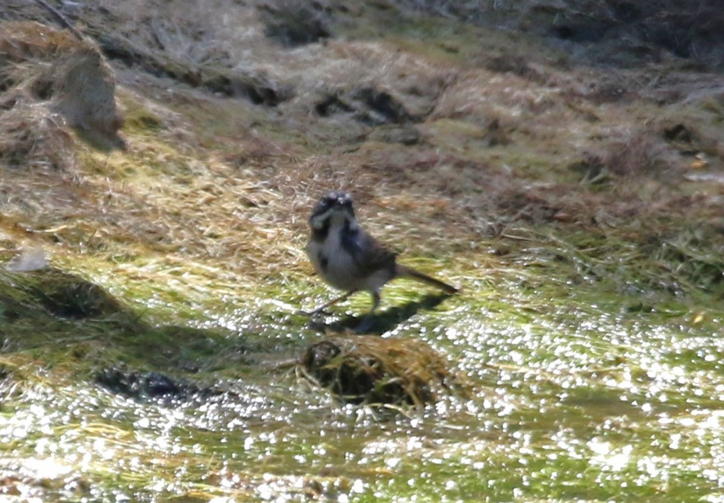 Bell's Sparrow - ML623421233